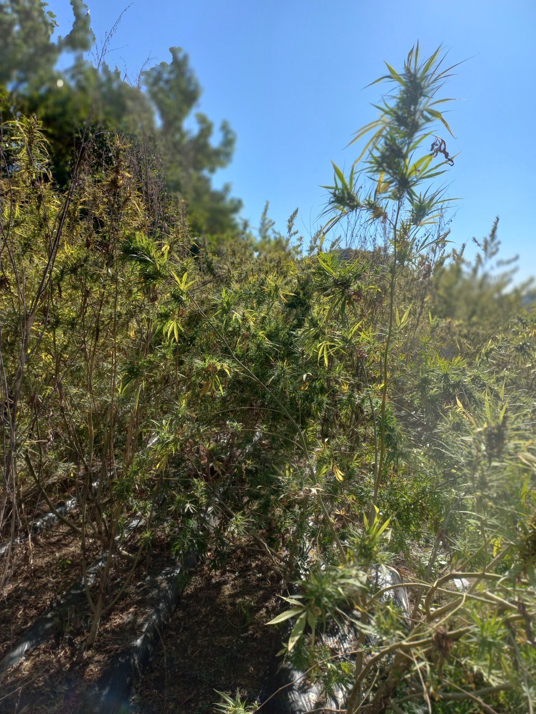 Hemp field in autumn
