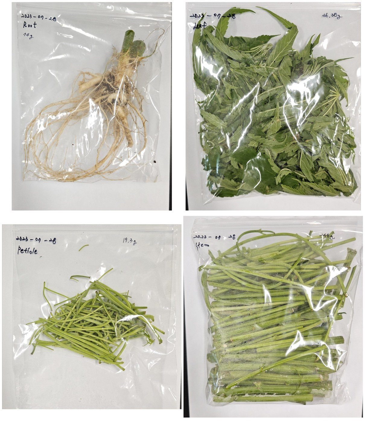One plant, four bags